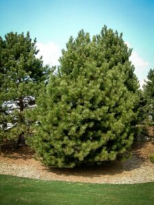 Сосна Чёрная (Pinus Nigra) купить по цене от 270.00р. в интернет-магазине «Посадика» с доставкой почтой в в Беслане и по всей России – [изображение №1].