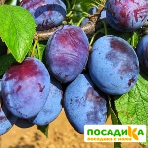 Слива Чачакская ранняя купить по цене от 229.00р. в интернет-магазине «Посадика» с доставкой почтой в в Беслане и по всей России – [изображение №1].