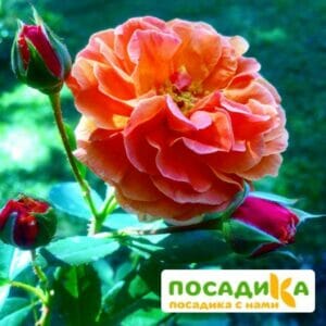 Роза Арабия купить по цене от 350.00р. в интернет-магазине «Посадика» с доставкой почтой в в Беслане и по всей России – [изображение №1].