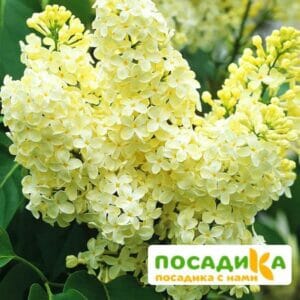 Сирень Примроуз (Primrose) купить по цене от 529.00р. в интернет-магазине «Посадика» с доставкой почтой в в Беслане и по всей России – [изображение №1].