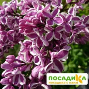 Сирень Сенсация купить по цене от 529.00р. в интернет-магазине «Посадика» с доставкой почтой в в Беслане и по всей России – [изображение №1].