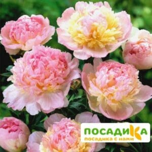 Пион Распберри Сандей (Paeonia Raspberry Sundae) купить по цене от 959р. в интернет-магазине «Посадика» с доставкой почтой в в Беслане и по всей России – [изображение №1].