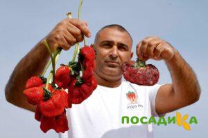 Клубника Гигант Джорнея купить по цене от 266р. в интернет-магазине «Посадика» с доставкой почтой в в Беслане и по всей России – [изображение №1].