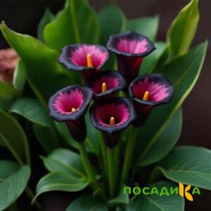 Калла Аура Лейс купить по цене от 400р. в интернет-магазине «Посадика» с доставкой почтой в в Беслане и по всей России – [изображение №1].