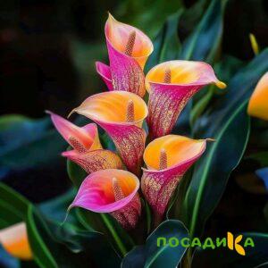 Калла Оникс купить по цене от 450р. в интернет-магазине «Посадика» с доставкой почтой в в Беслане и по всей России – [изображение №1].