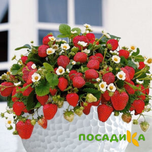 Клубника Рубиновый Шепот (горшечная) купить по цене от 240р. в интернет-магазине «Посадика» с доставкой почтой в в Беслане и по всей России – [изображение №1].