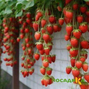 Клубника вьющаяся Комплимент купить по цене от 470р. в интернет-магазине «Посадика» с доставкой почтой в в Беслане и по всей России – [изображение №1].