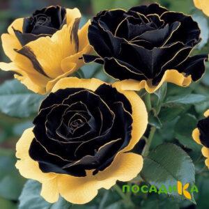 Роза Ханни Сикл купить по цене от 700р. в интернет-магазине «Посадика» с доставкой почтой в в Беслане и по всей России – [изображение №1].