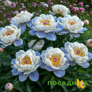 Пион акварельный Этюд купить по цене от 806р. в интернет-магазине «Посадика» с доставкой почтой в в Беслане и по всей России – [изображение №1].