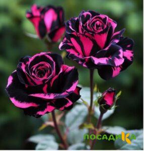 Роза Багровый Шепот купить по цене от 366р. в интернет-магазине «Посадика» с доставкой почтой в в Беслане и по всей России – [изображение №1].