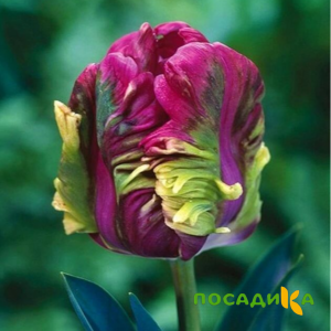 Тюльпан Экзотик Хэвен купить по цене от 186р. в интернет-магазине «Посадика» с доставкой почтой в в Беслане и по всей России – [изображение №1].